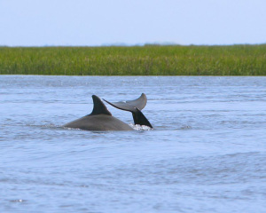 Cumberland-Harbour-dolphins