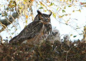 Cumberland-Harbour-owl