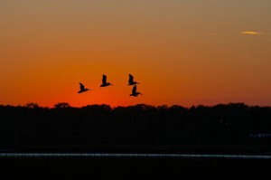 Cumberland-Harbour-sunsetbirds